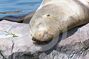 Seal, slumbering in the midday sun