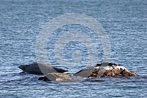 Seal spotted seal, largha seal, Phoca largha laying on the rocky reef in sea water in autumn sunset light. Wild spotted seal san