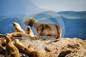 A seal standing on a rock, Beagle Channel, Argentina