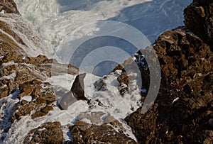 Seal standing on rocks