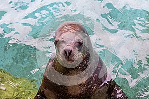 A seal is standing on the side of aquarium