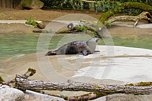 Seal sunbath in zoo in Augsburg in germany