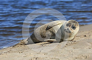 Seal sunbathing on The Holy Island of Lindisfarne