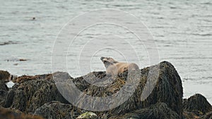 Seal Sunbathing at Ytri Tunga Beach in Iceland