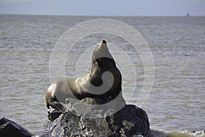a seal is sunning on the rock