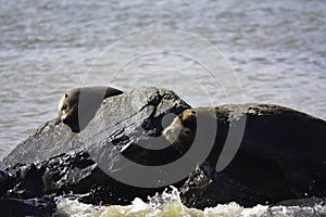 a seal is sunning on the rock