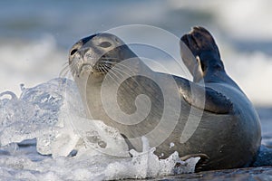 Seal in the surf