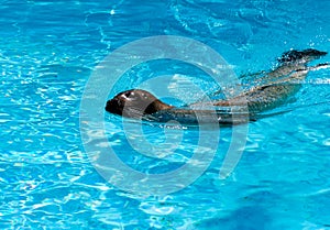 Seal swimming