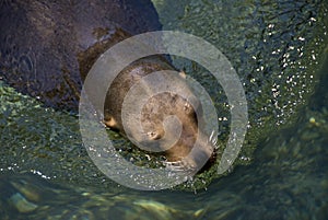 Seal swimming