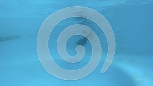 Seal Swimming