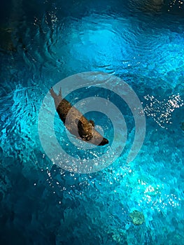 Seal swimming in the aquarium