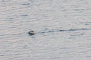 seal swimming in harbor water in pacific ocean