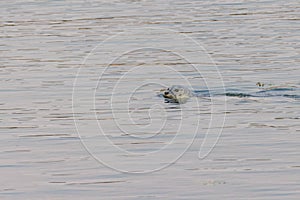 seal swimming in harbor water in pacific ocean