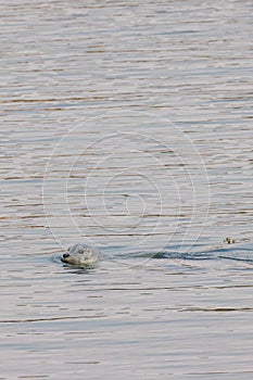 seal swimming in harbor water in pacific ocean