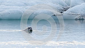 Seal swimming in ice lagoon