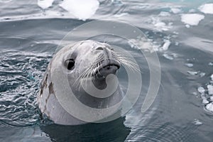 Seal swimming and looking cute in Antarctic Peninsula