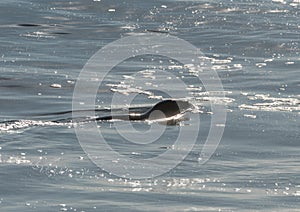 Seal swimming in the Pacific ocean very close to the shore, Southern California