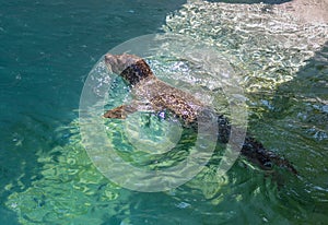 Seal Swimming in a Pool