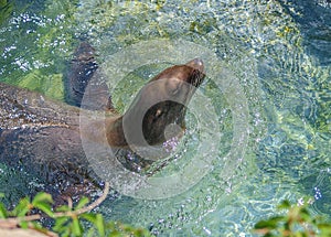 Seal Swimming in a Pool