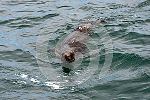 Seal swimming on the surface of the ocean