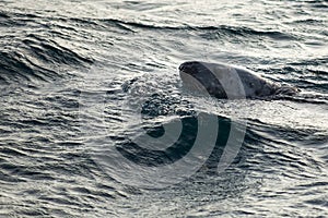 Seal swimming in water at Barents Sea