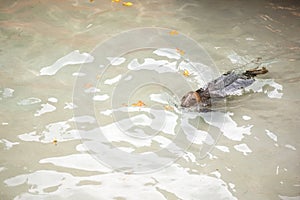 Seal swimming in a zoo pool