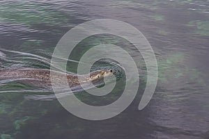A seal swims across the surface of the sea, closing its eyes