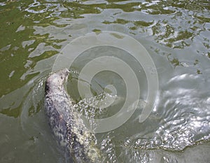 Seal swims in the pool in the park taigan. Crimea