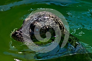 A seal swims on the surface.
