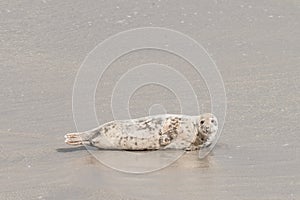Seal only swims in the water, Seals are resting on a sandbar after a fish meal,