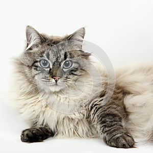 Seal Tabby Point Neva Masquerade Siberian Domestic Cat, Male laying against White Background