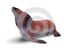 Seal Toy