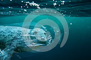 Seal trapped in a plastic bag. Pollution in oceans concept.