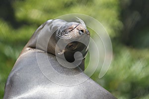 Seal, turning head