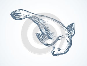 Seal. Vector drawing