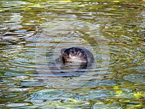 Seal on the water.