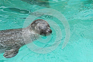 Seal in the water (eared seals, Otariidae)