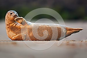 Seal on the white beach. Animal on the beach. Atlantic Grey Seal, Halichoerus grypus, detail portrait, at the sand beach. Cute sea photo