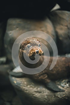 seal in the wild. Small animal in captivity photo