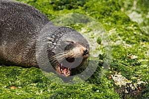 Seal yawning