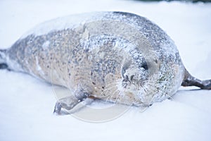 Seal photo