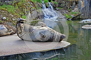 Seal in the zoo