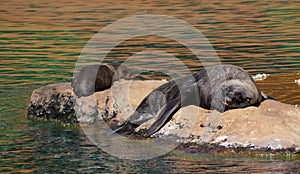 Seal at the zoo