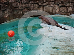 Seal at the zoo. A common seal, Phoca vitulina, is near the pool and wants to play with a red ball. The animal is in