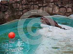 Seal at the zoo. A common seal, Phoca vitulina, is near the pool and wants to play with a red ball. The animal is in