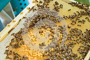 sealed honey bee cells on frame. Wooden small frame with honeycombs full of acacia honey