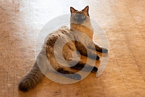 A sealed point Birman cat with blue eyes is rest on the floor and looking at camera