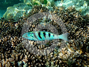 Sealife of Champagne Bay, Espiritu Santo, Vanuatu