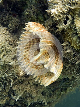 Sealife : feather duster worm