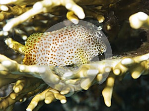 Sealife : leopard blenny